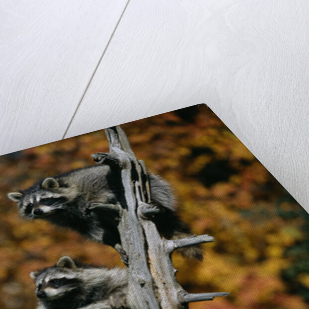 Two Raccoons in a Tree Snag by Anonymous