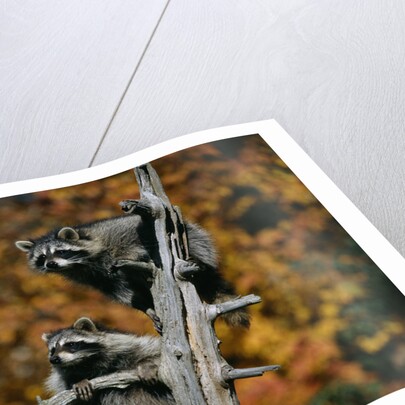 Two Raccoons in a Tree Snag by Anonymous