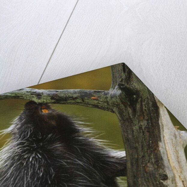 Porcupine in a Tree by Anonymous
