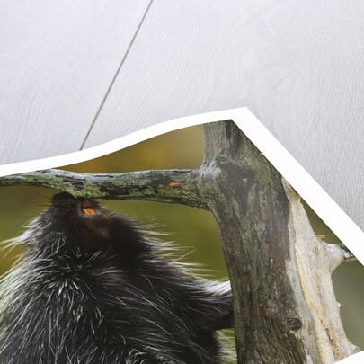 Porcupine in a Tree by Anonymous
