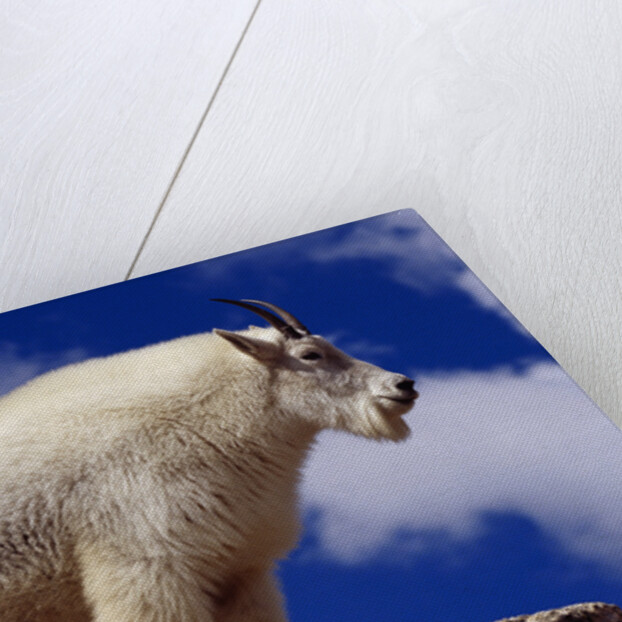 Mountain Goat by Anonymous