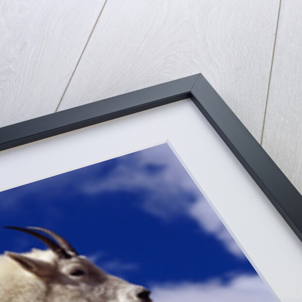 Mountain Goat by Anonymous