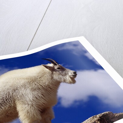 Mountain Goat by Anonymous