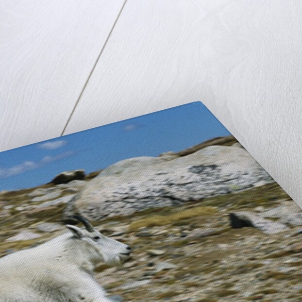 Mountain Goat Running by Anonymous