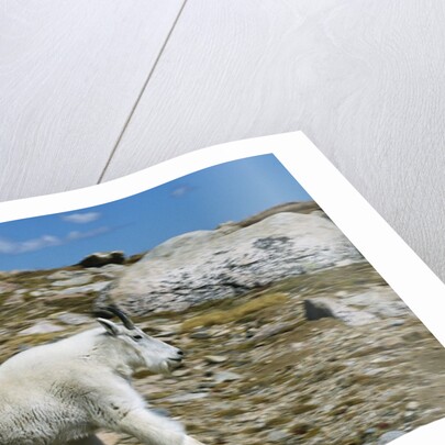 Mountain Goat Running by Anonymous