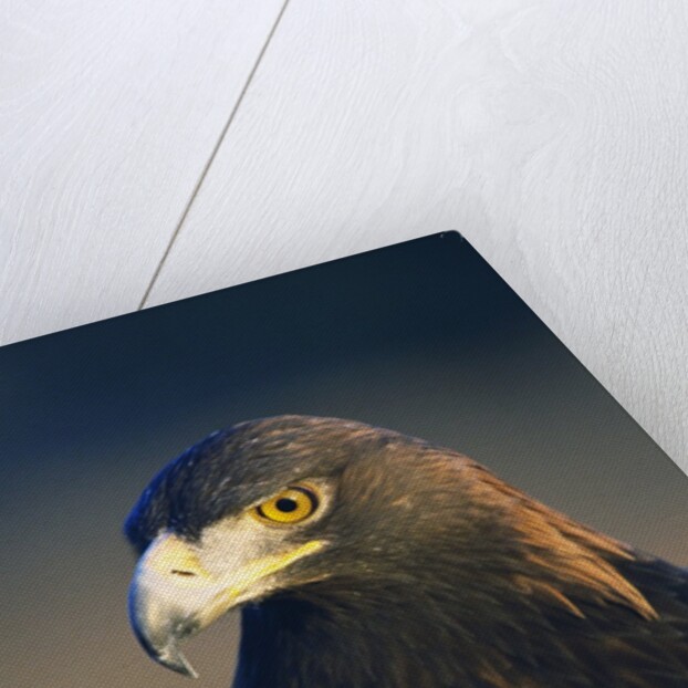 Golden Eagle by Anonymous