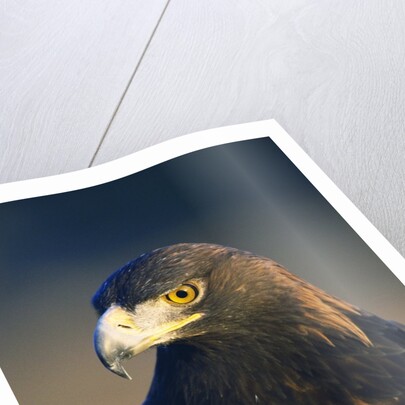 Golden Eagle by Anonymous