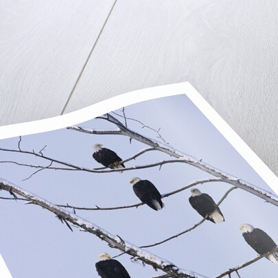 Bald Eagles Perched on Branches by Anonymous