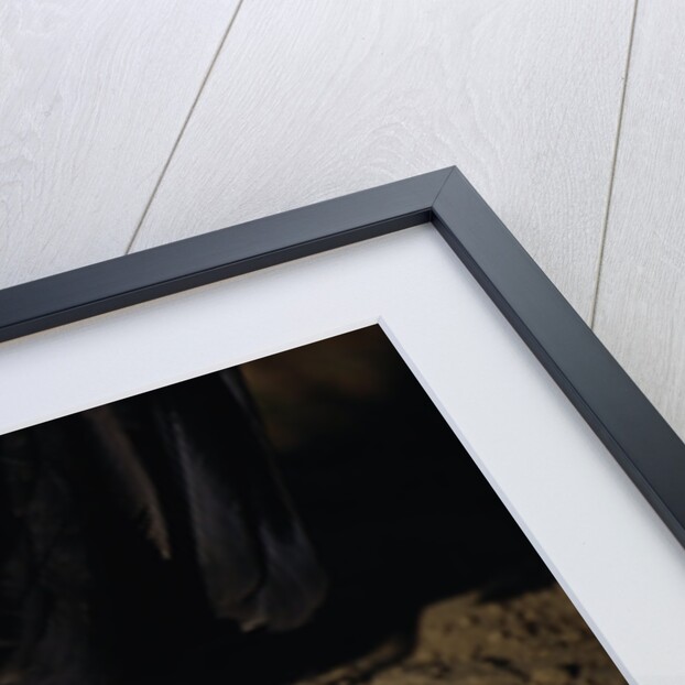 Bald Eagle Talons by Anonymous