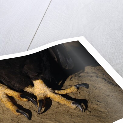 Bald Eagle Talons by Anonymous