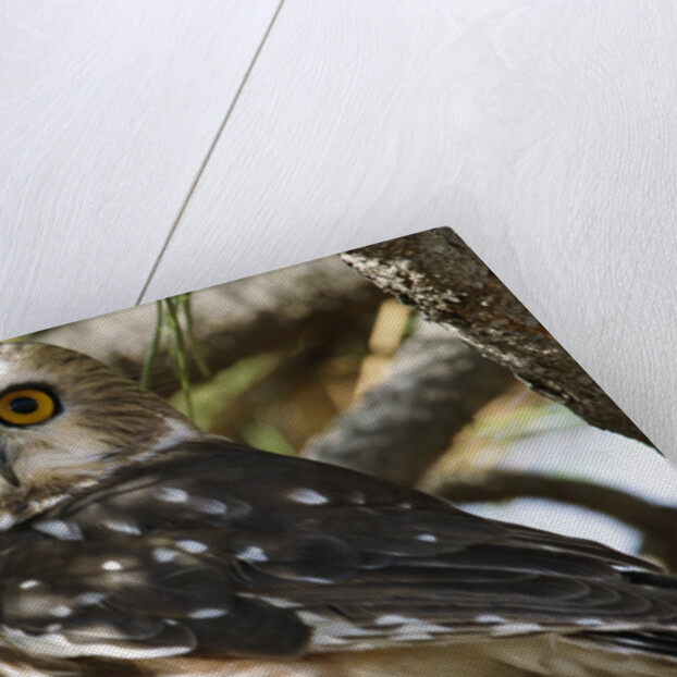 Saw-Whet Owl by Anonymous