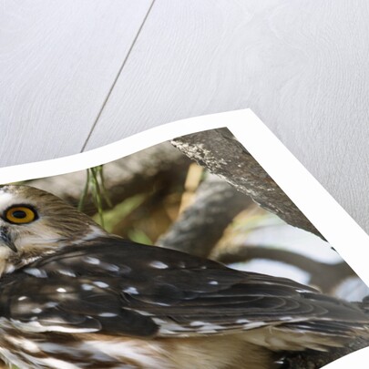 Saw-Whet Owl by Anonymous