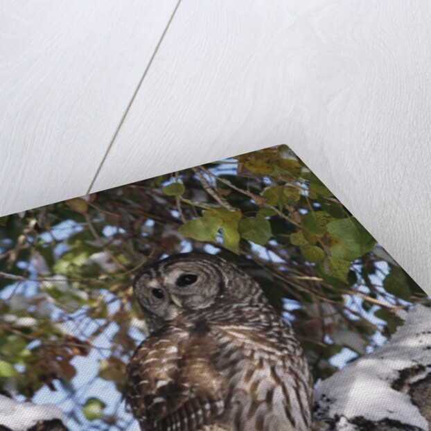 Barred Owl Perched on Branch by Anonymous