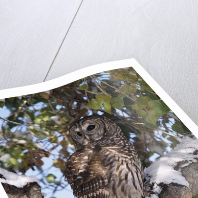 Barred Owl Perched on Branch by Anonymous