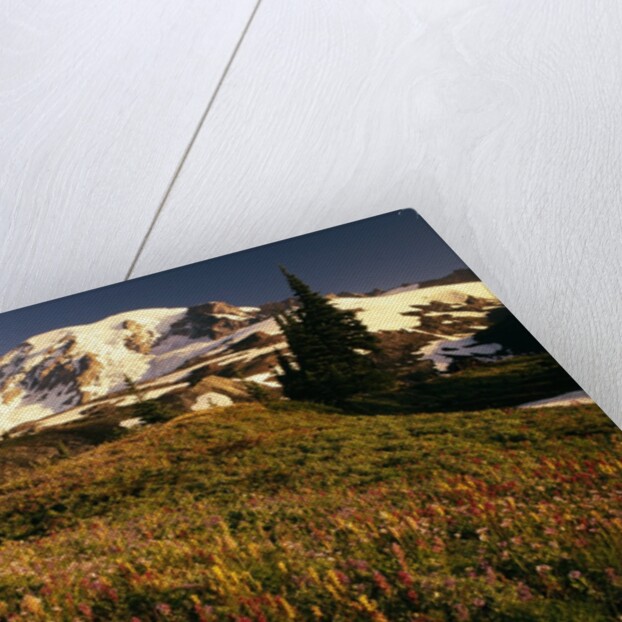 Wildflower Meadow Below Mount Rainier by Anonymous