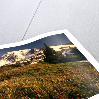 Wildflower Meadow Below Mount Rainier by Anonymous