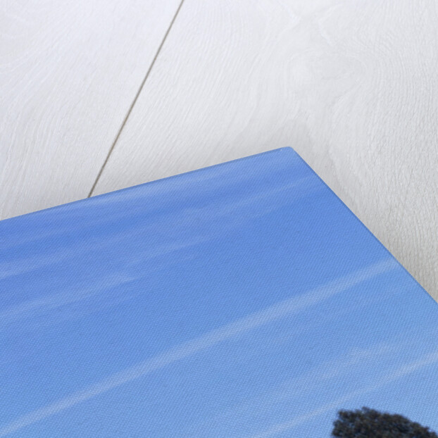 Field of Bright Yellow Mustard Seed by Anonymous