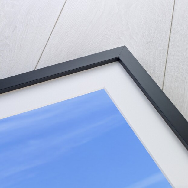 Field of Bright Yellow Mustard Seed by Anonymous