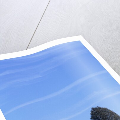 Field of Bright Yellow Mustard Seed by Anonymous