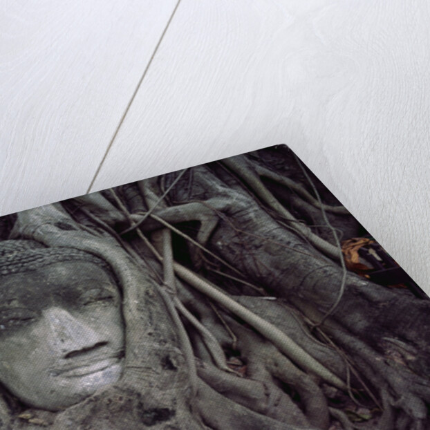 Buddha Sculpture Engulfed by Tree Roots by Anonymous