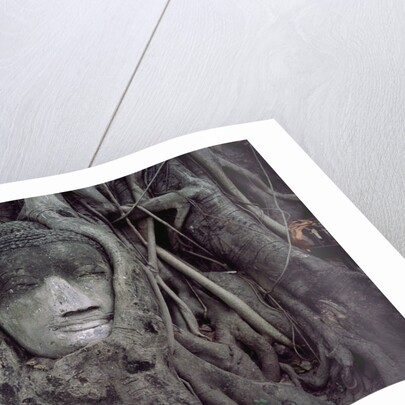 Buddha Sculpture Engulfed by Tree Roots by Anonymous