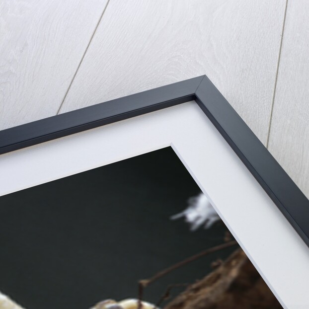 Talons of a Harpy Eagle by Anonymous