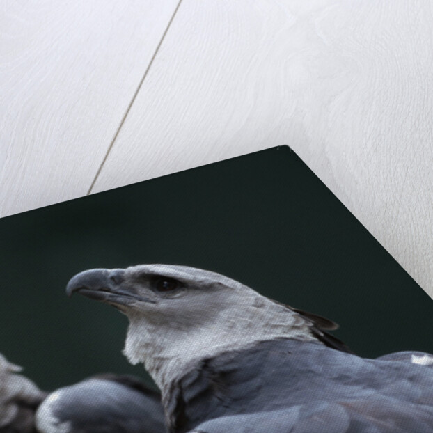 Male and Female Harpy Eagles by Anonymous