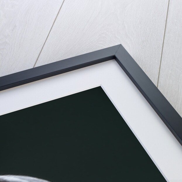 Male and Female Harpy Eagles by Anonymous