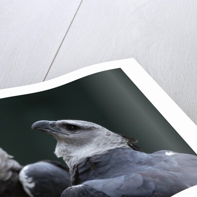 Male and Female Harpy Eagles by Anonymous