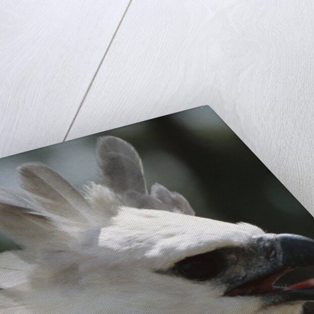 Male Juvenile Harpy Eagle by Anonymous