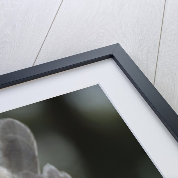 Male Juvenile Harpy Eagle by Anonymous