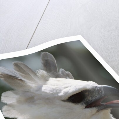 Male Juvenile Harpy Eagle by Anonymous