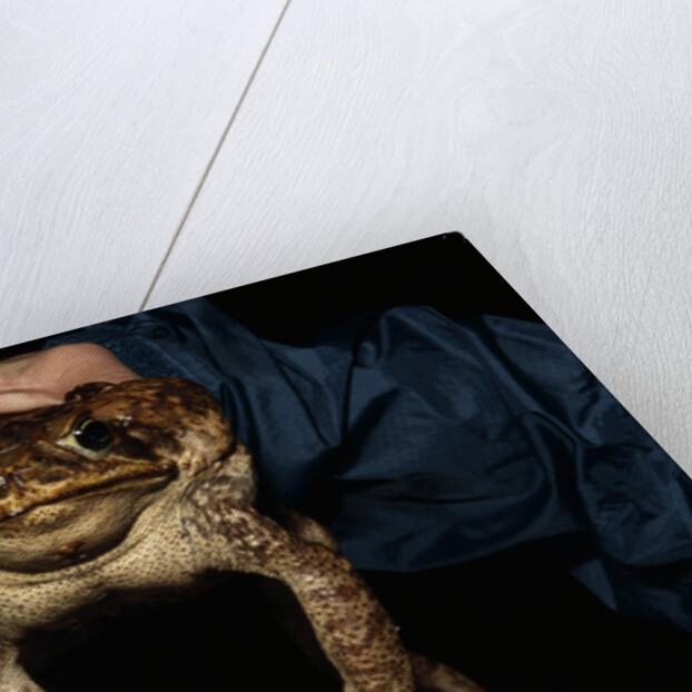 Biologist Holding a Giant Marine Toad by Anonymous