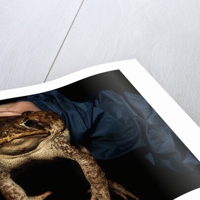 Biologist Holding a Giant Marine Toad by Anonymous