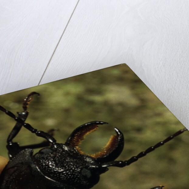 Hand Holding a Giant Stag Beetle by Anonymous
