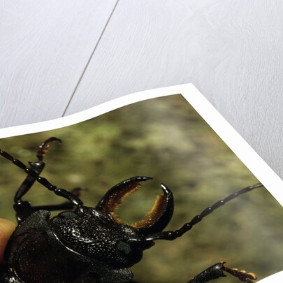 Hand Holding a Giant Stag Beetle by Anonymous