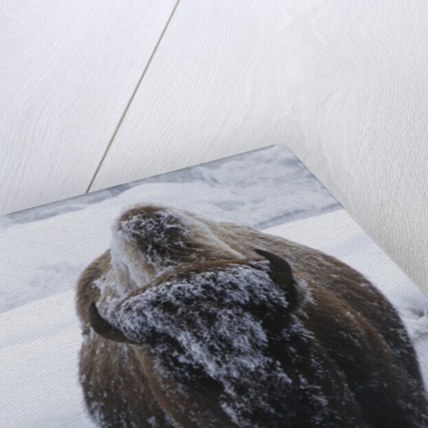 Bison Covered in Frost by Anonymous