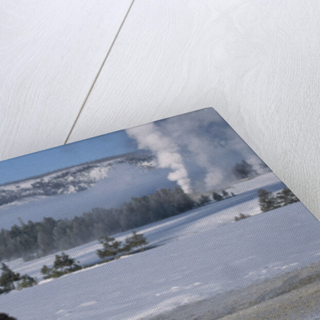 Bison Standing near Geysers in Winter by Anonymous
