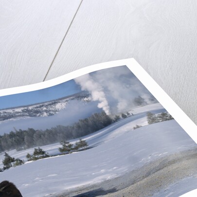 Bison Standing near Geysers in Winter by Anonymous