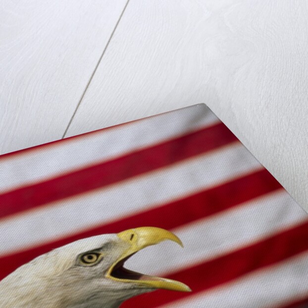 Bald Eagle and American Flag by Corbis