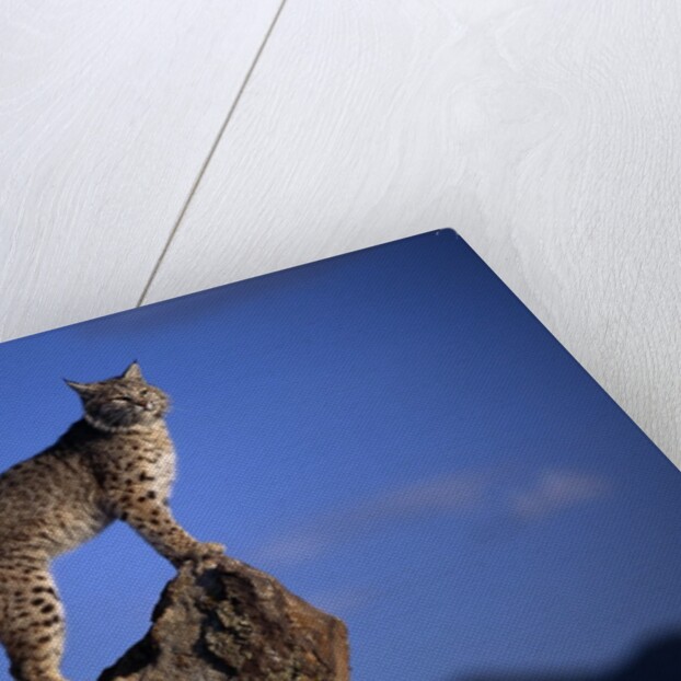 Bobcat Perched atop Rock by Anonymous