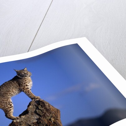 Bobcat Perched atop Rock by Anonymous