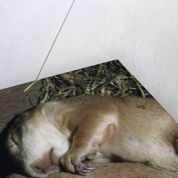 Sleeping Prairie Dog Pups by Anonymous