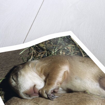 Sleeping Prairie Dog Pups by Anonymous