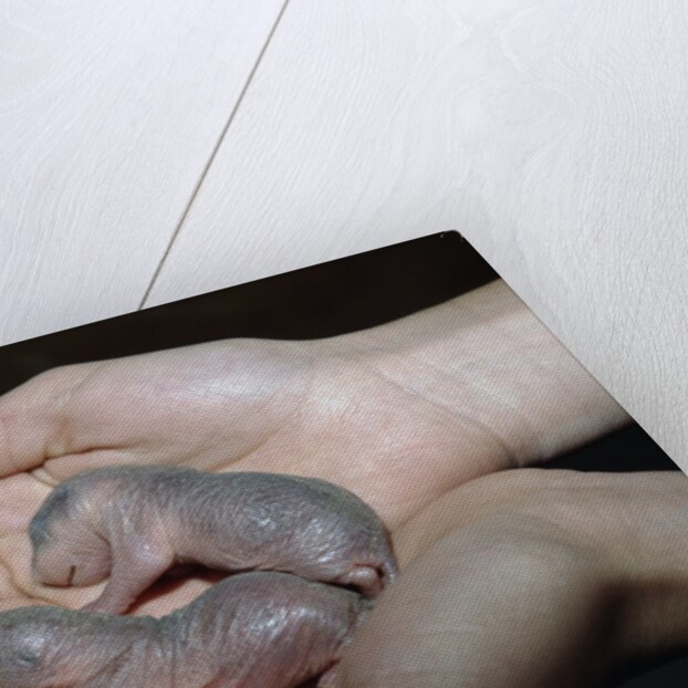 Hands Holding Infant Prairie Dogs by Anonymous