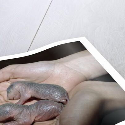 Hands Holding Infant Prairie Dogs by Anonymous