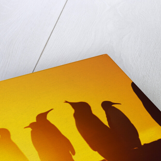 Silhouetted King Penguin Colony at Sunrise by Anonymous