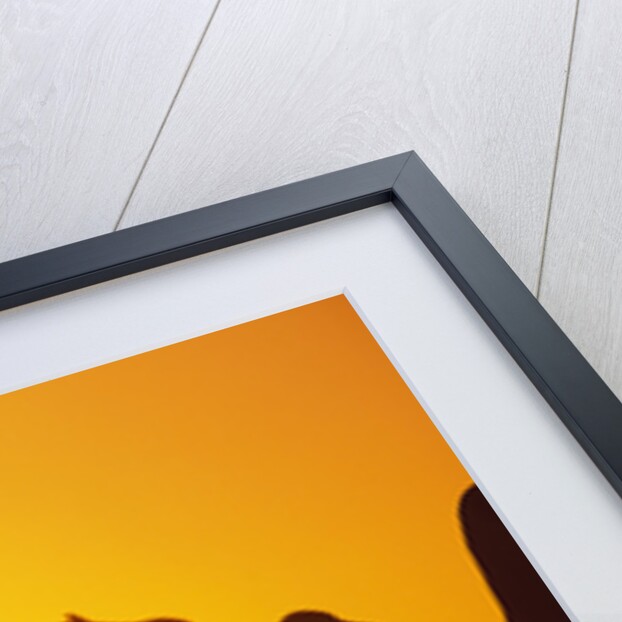 Silhouetted King Penguin Colony at Sunrise by Anonymous