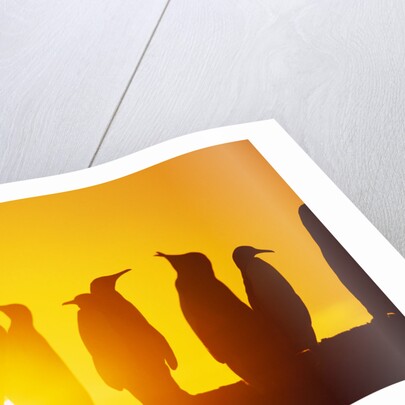 Silhouetted King Penguin Colony at Sunrise by Anonymous