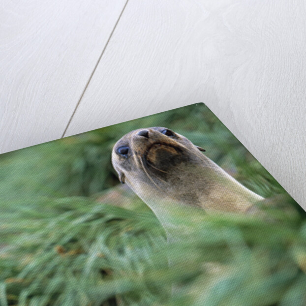 Fur Seal Peering Up from Grass by Anonymous